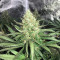Graines de cannabis Strawberry Fields (Sagarmatha Seeds)