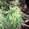 Graines de cannabis White Widow (G13 Labs)