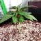 Z Auto feminized seeds (Original Sensible Seeds)