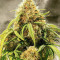 Big Bang Auto Seeds