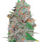 La Diva Auto (Delicious Seeds)