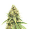 Cement Shoes (Herbies Seeds)
