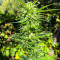 Crystal WW Autoflower Feminized Seeds (Easy Grow Seeds)
