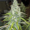 Eleven Roses Early Version Seeds (Delicious Seeds)