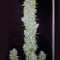 G13 Haze (Barney's Farm)