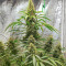 Gorilla Purple Seeds (EGS)