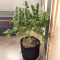 Gorilla SFV OG (Expert Seeds) feminized seeds