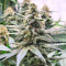 Kalimist (Herbies Seeds)