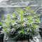 Keepers OG Autoflower Feminized Seeds (Seedkeepers)