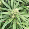 Lemon Skunk (Herbies Seeds)