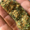 Orange Sherbert Seeds