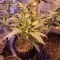Blackberry Moonrocks Seeds (AlphaFem Seeds) - Cannabis Strain Seeds for Sale