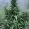 Eleven Roses Seeds (Delicious Seeds) - Cannabis Strain Seeds for Sale