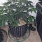 Ghost Train Haze #1 (Rare Dankness Seeds) Cannabis-Samen zu verkaufen