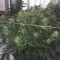 Auto Purple Gorilla Seeds