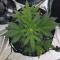 Original Auto AK Seeds - Cannabis Strain Seeds for Sale