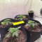 Runtz Auto (Barney's Farm) Seeds