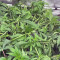 Runtz Muffin Seeds (Barney’s Farm)