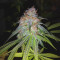 Dos Si Dos 33 Seeds (Barney's Farm) - Cannabis Strain Seeds for Sale