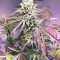 Cookies Gelato Seeds (Royal Queen Seeds) - Cannabis Strain Seeds for Sale