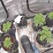 Godzilla Cookies Auto จาก Herbies Seeds