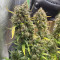 Auto Night Queen Seeds