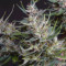 Cream Mandarine XL Seeds