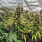 Original Big Bud Seeds - Cannabis Strain Seeds for Sale