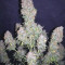Big Bud feminized seeds for sale by Seedstockers