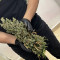 GG#4 Original Glue Seeds (Barney's Farm) - Cannabis Strain Seeds for Sale