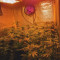 Buy Wedding Gelato feminized seeds by Royal Queen Seeds