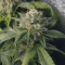 Bruce Banner Seeds (Seedstockers) - Cannabis Strain Seeds for Sale