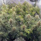 Amnesia Lemon Kush Seeds (Original Sensible Seeds) - Cannabis Strain Seeds for Sale