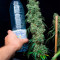 Tropicanna Banana | Strain Information | Seeds For Sale | Reviews