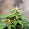 Vente de graines de cannabis Sweet Pure Auto CBD (Sweet Seeds)