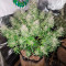 Venta de Auto Ultimate (Dutch Passion) | Semillas de marihuana feminizadas