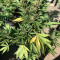 Sementes feminizadas Super Auto Lemon Haze para venda: informações e avaliações