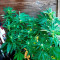Apple Betty Seeds - Cannabis Strain Seeds for Sale