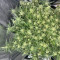 Achetez des graines féminisées Grandmommy Purple par Herbies Seeds