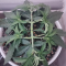 Mimosa x Orange Punch Seeds (Barneys Farm)