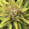 Auto Orange Bud Seeds (Dutch Passion) - Cannabis Strain Seeds for Sale