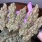 Acapulco Gold Seeds