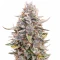 Auto Frozen Biscotti Seeds (Dutch Passion)