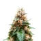 Graines de cannabis Cream Auto (BlimBurn Seeds)