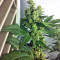 Graines de cannabis DJ’s Gold (DNA Genetics)