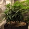 Durban Poison Seeds (Barney's Farm)
