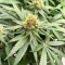 Graines féminisées de G13 Genius (Brothers Grimm Seeds)