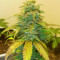 GG#4 Original Glue Auto feminizadas (Auto Seeds)