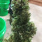 Semillas feminizadas GG#4 Original Glue Auto (Original Sensible Seeds)