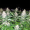 Graines de cannabis Grandaddy Black (Original Sensible Seeds)